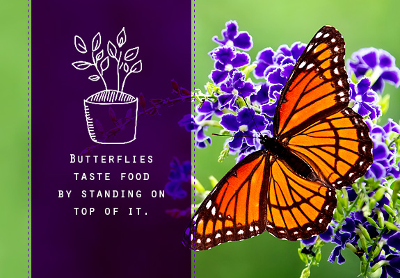 Butterflies Taste Food